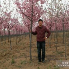 山东青岛明桂樱花园艺场