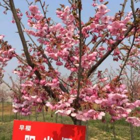 山东信诺樱花基地