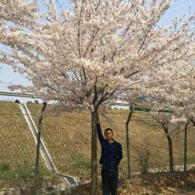 高杆樱花_高杆樱花小苗_高杆樱花基地