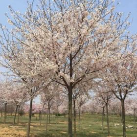 基地直供高杆樱花,高杆樱花树苗