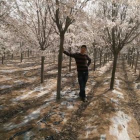 高杆樱花小苗,高杆阳光樱花价格,阳光樱花基地