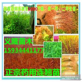 药用连翘苗价格=药用连翘苗价格-全国连翘苗示范基地