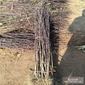 求购大红袍花椒苗 供应无刺花椒苗 花椒苗优质种植基地