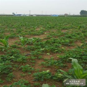 大棚红颜草莓苗 草莓苗销售基地 优质组培红颜草莓苗