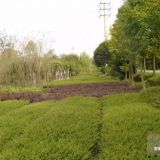 福建滿天星福建細葉雪茄花福建細葉萼距花福州滿天星福州雪茄花