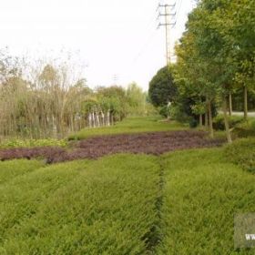 福建滿天星福建細葉雪茄花福建細葉萼距花福州滿天星福州雪茄花