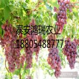 紅提葡萄苗價(jià)格，紅提葡萄苗廠家