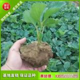 章姬草莓苗怎么賣 章姬奶油草莓苗價(jià)格