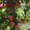 安哥諾 井上 黑寶石 大李特早紅等品種李子