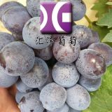 中熟大粒高產(chǎn)香甜葡萄品種玫瑰香葡萄苗木價(jià)格