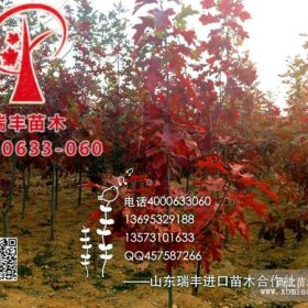 美國紅橡樹小苗價(jià)格,2016年美國紅橡樹報(bào)價(jià)