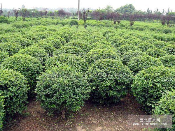 青州黃楊種植基地