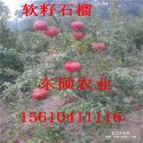 山東泰山紅石榴價格 現(xiàn)貨熱賣 優(yōu)質(zhì)軟籽石榴苗基地