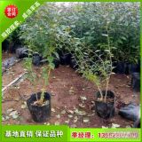 蓝莓苗产量怎么卖 3年蓝莓苗价格