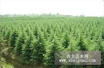 供應(yīng) 雪松 櫸樹 玉蘭 桂花，石楠，樸樹，烏桕，香樟，欒樹，