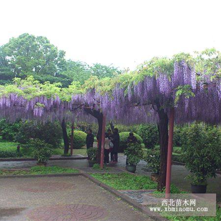 日本紫藤 蓝花紫藤