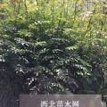 韓城好的無(wú)刺花椒苗