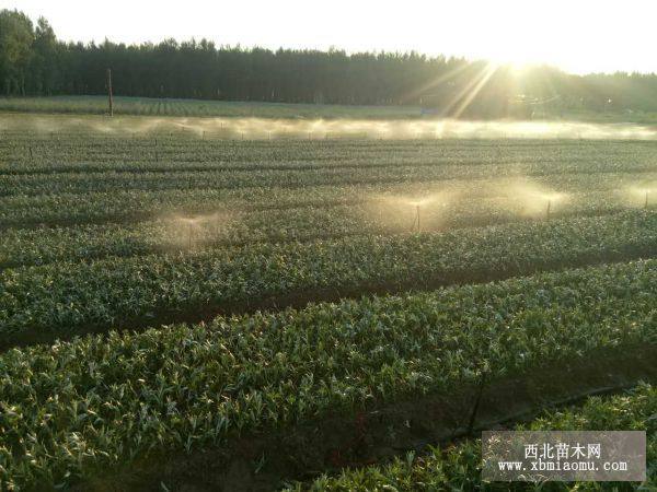 沙棘苗 大果沙棘苗