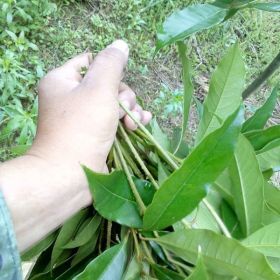 大量供應桂花、金桂、丹桂、四季桂、紅葉石楠