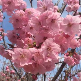 青岛阳光樱花基地直供各种规格樱花