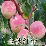 山東大澤山嫁接金秋紅蜜桃樹苗晚熟高產(chǎn)南北方種植