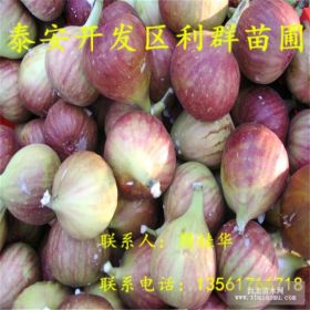 無花果苗 無花果苗批發(fā)價(jià)格