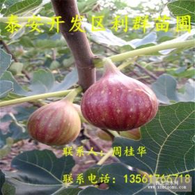 無花果苗 無花果苗出售 無花果苗價(jià)格