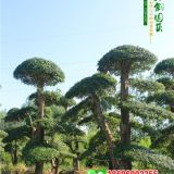 对节白蜡_对节白蜡树_对节白蜡10公分价格