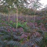 山東紅油香椿樹苗、山東紅油香椿苗價格