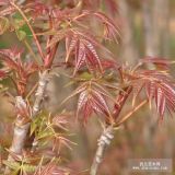 香椿苗、山東紅芽香椿苗價格