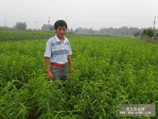 新品種水蜜桃樹苗