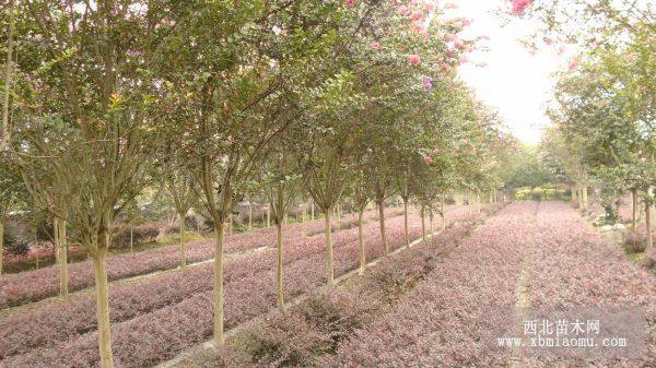 廣東紅花紫薇