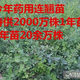 山西药用连翘苗+山西药用连翘苗什么价格=连翘苗