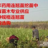 药用连翘苗价格=山西药用连翘苗=药用连翘苗价格