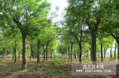 8-20国槐香花槐