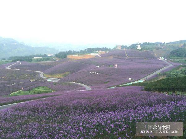 景区规划建设