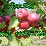 專賣龍豐蘋(píng)果苗,兩刀龍豐蘋(píng)果苗