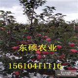 山東煙富八蘋果苗基地 現(xiàn)貨熱賣 嫁接神富一號蘋果苗批發(fā)