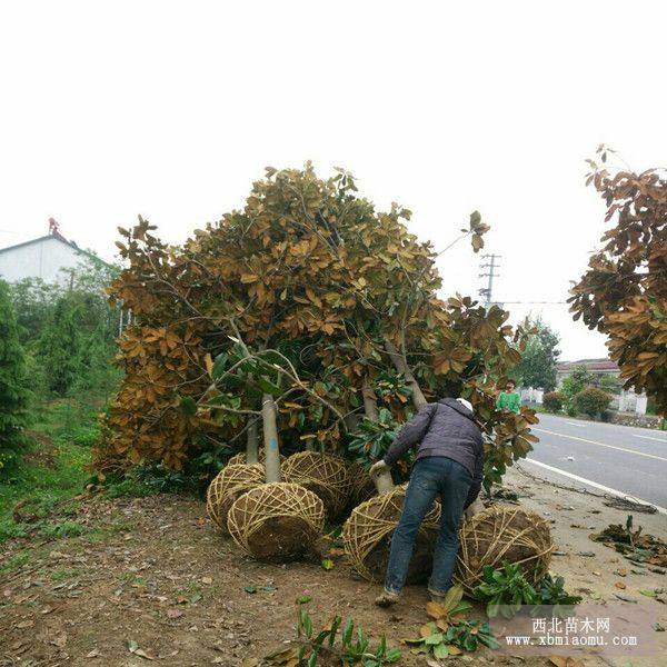 蜀檜價格