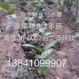 黑果花楸2年生苗 高度50-70公分，2-5分枝