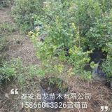 北陆蓝莓苗、山东北陆蓝莓苗价格