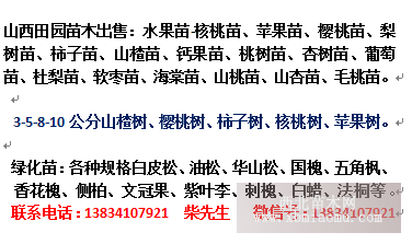 2年生翅果油苗  1米翅果油苗 翅果油树苗 山西翅果油树苗