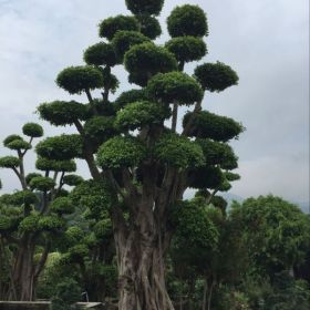 福建紅皮榕 紅皮榕報價