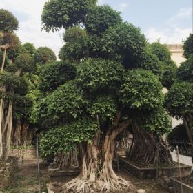 福建小葉榕報價