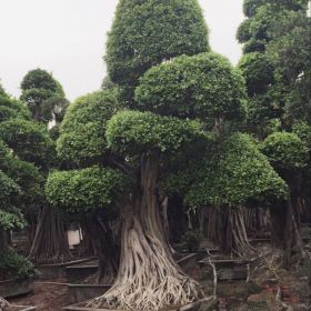 福建榕樹盆景市場