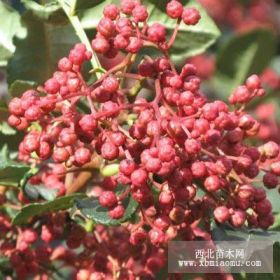 供應大紅袍花椒苗山西大紅袍花椒苗價格