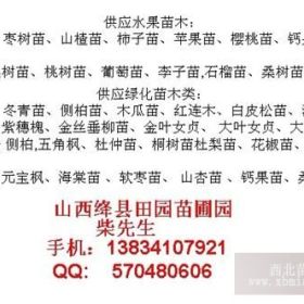 山西红叶碧桃树苗-3-4-5-6公分红叶碧桃树苗-5公分红叶