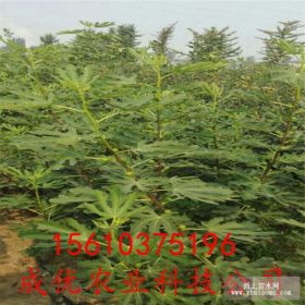 无花果苗哪里有卖的 无花果苗价格