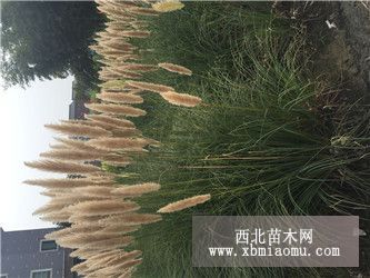 再力花,美人蕉,黃昌蒲,千屈菜,香蒲,水生鳶尾,蒲葦,細葉芒