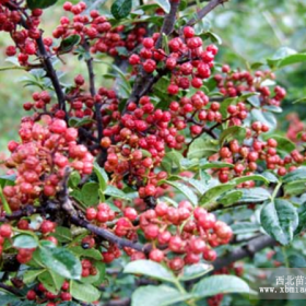 花椒苗，大紅袍/麻椒/青椒